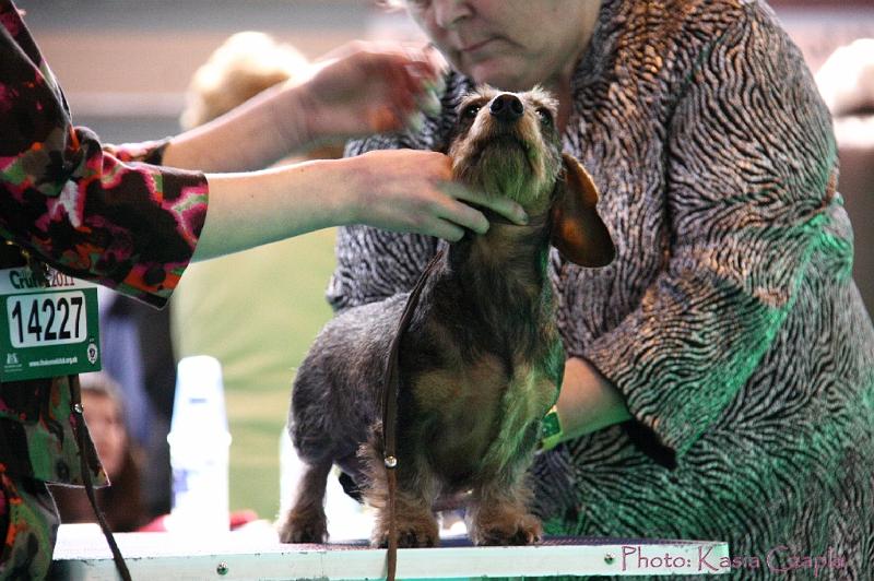 Crufts2011_2 890.jpg